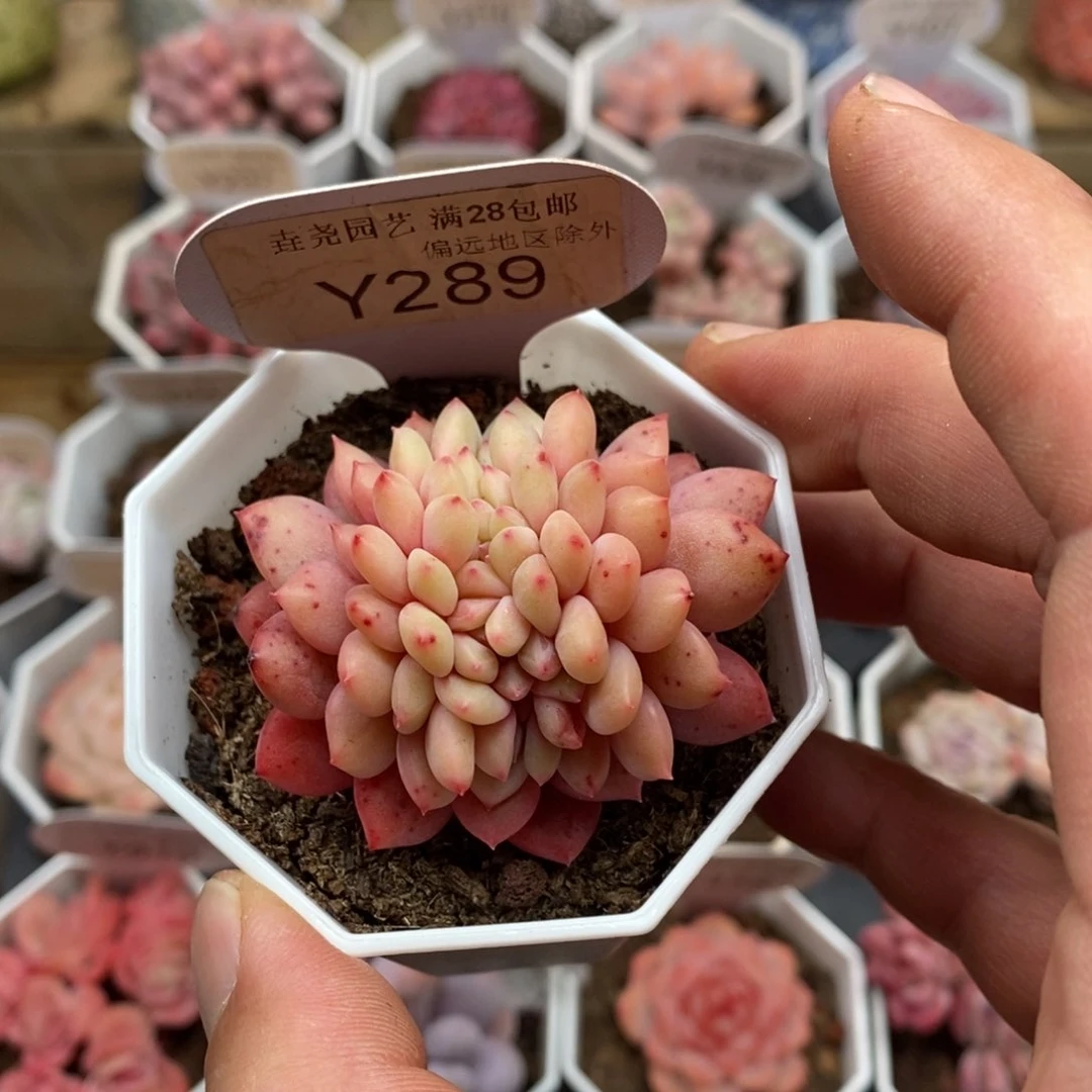 0289 林依晨缀 4.5cm