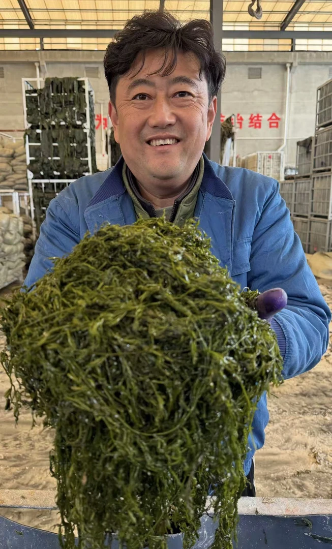 荣成鲜嫩盐渍马尾藻海草鞭炮笋长寿菜火锅菜野生海藻5斤