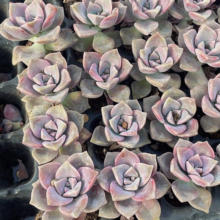 小紫乐1元带土发