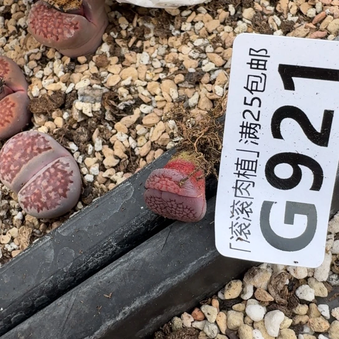 6****?G921四年紫巴里回交特小