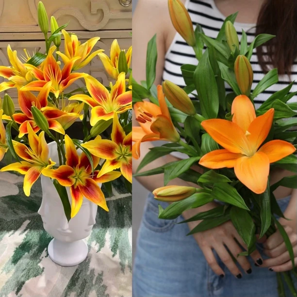 【百合套餐】百合10支，多头