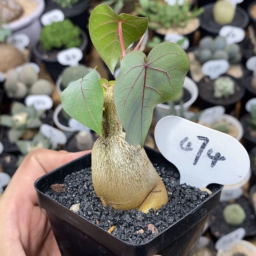 实生红脉榕474号3.6cm