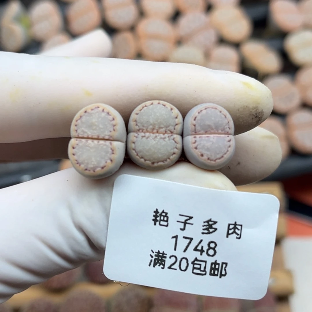 可***包1748号一首三颗饼干