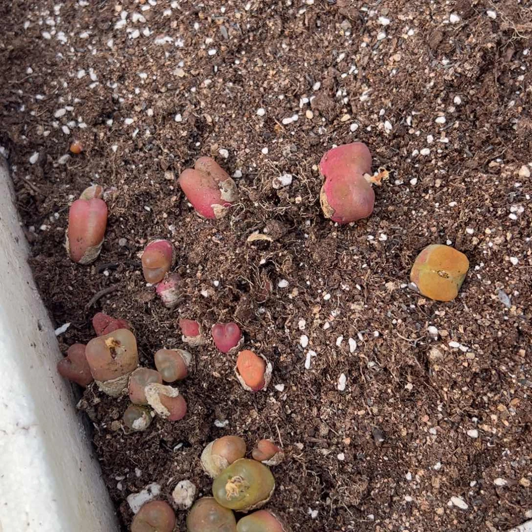 【闪购商品】86 年终福利 脱土