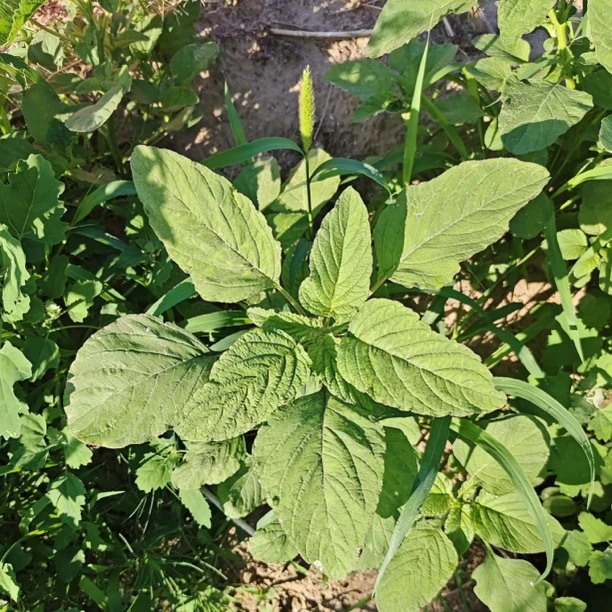 新鲜苋菜青苋菜叶苋菜绿苋菜大圆叶菜好吃的苋菜凉拌炒菜做馅