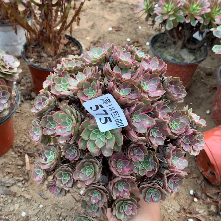 575水晶莲花绣球1