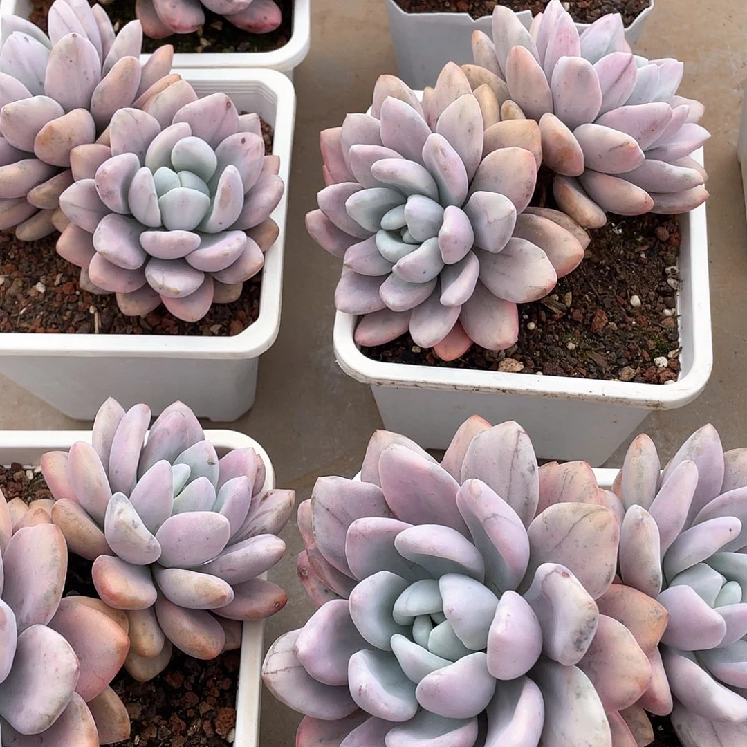 奥普琳娜锦14厘米可挑