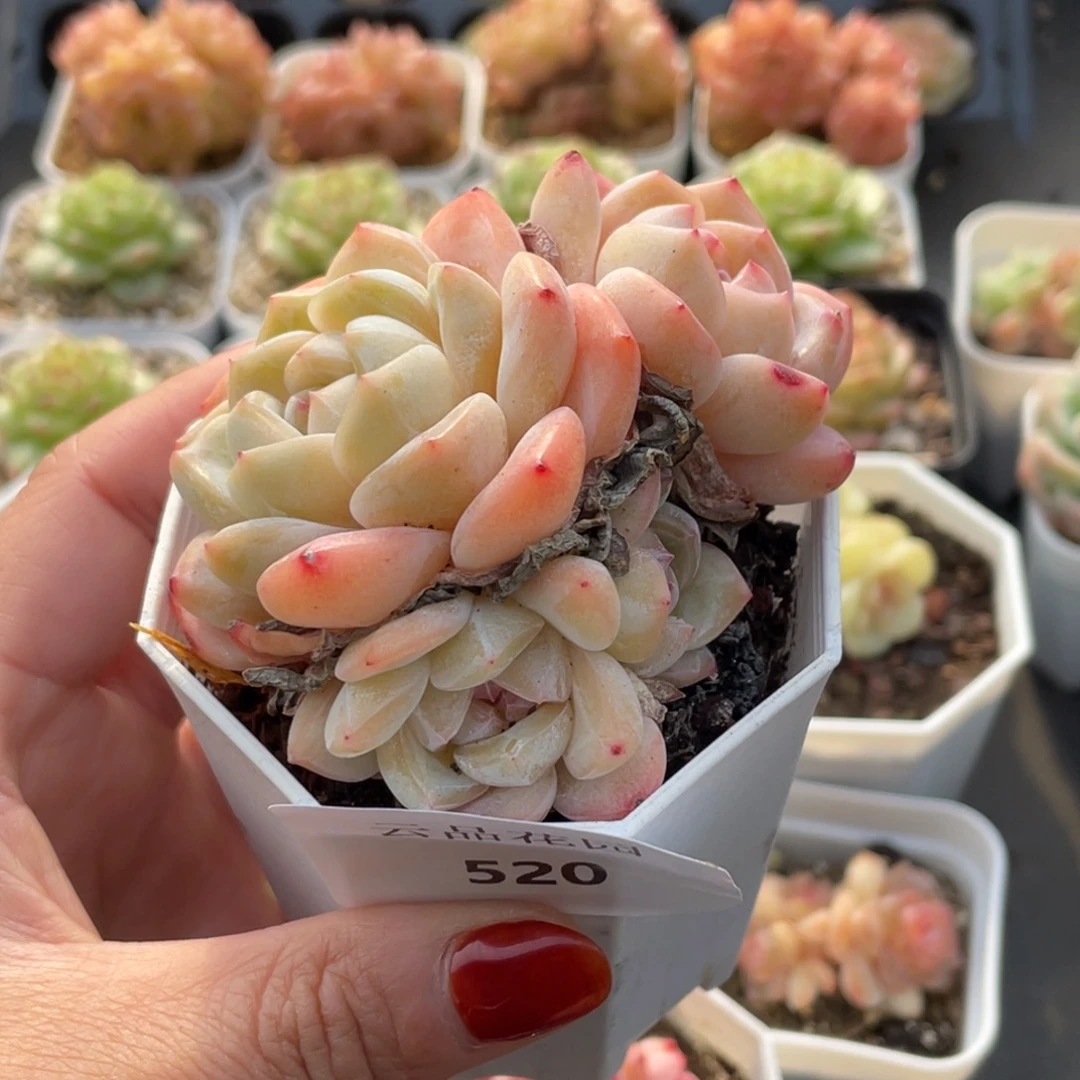 520号糖心冰心珍妮