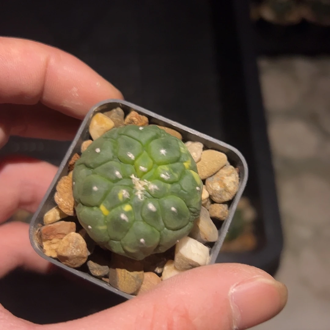 乡***夫悟空锦一物一拍49