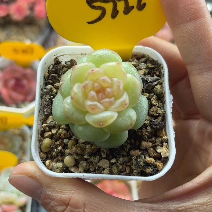 独家新品珍妮单头5222