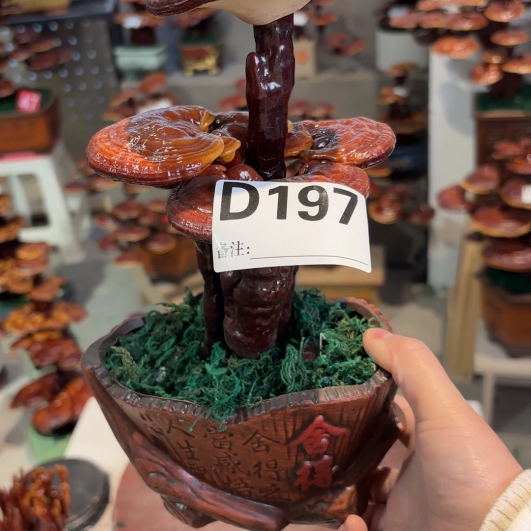 E***e无花朵灵芝88888888888888