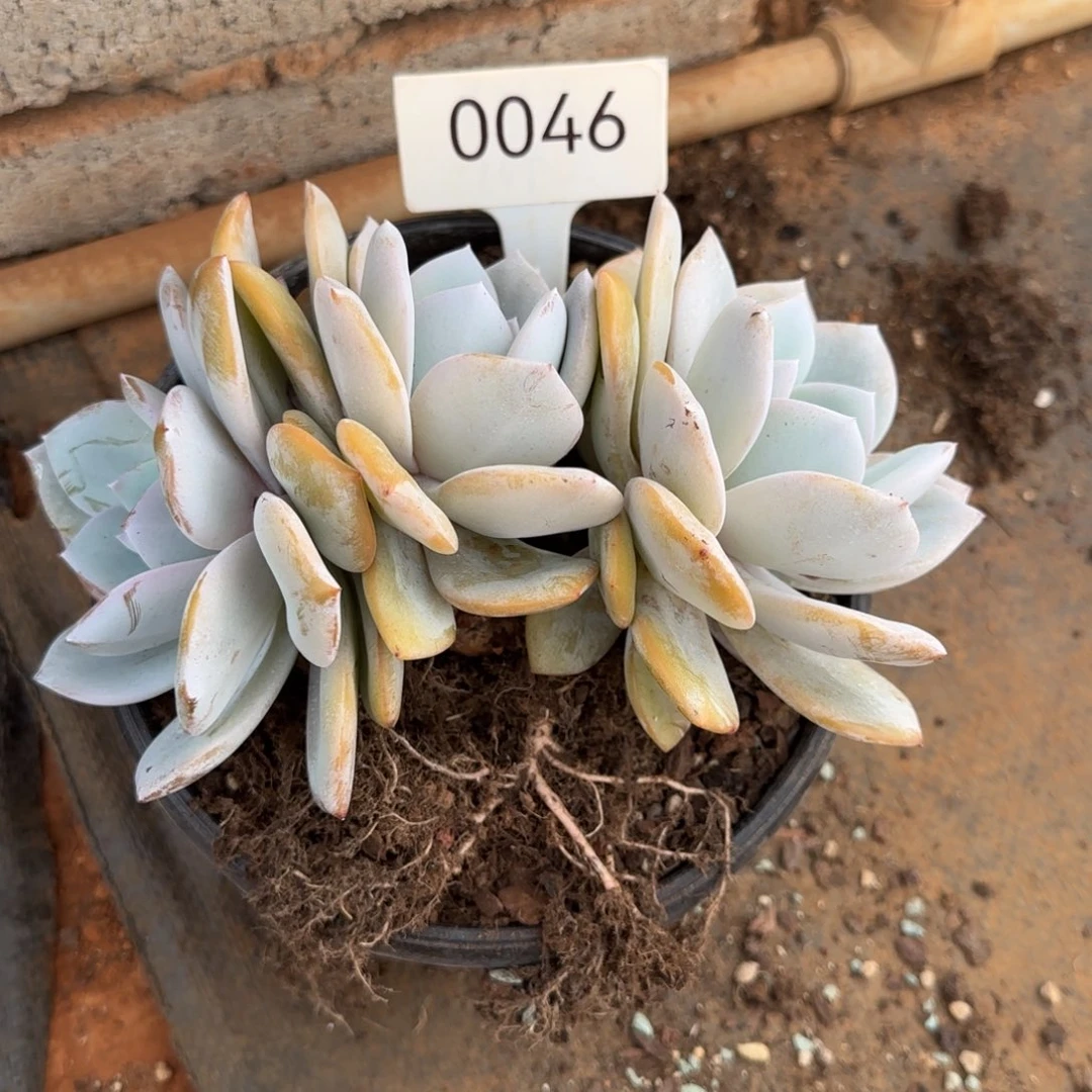 妮***^0046。       奶茶三头