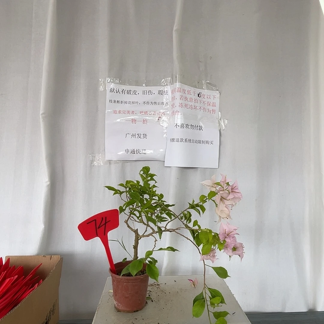 当前无花栽培后可以开花74粉天使