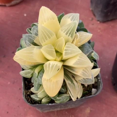 玉露锦群7仙人球