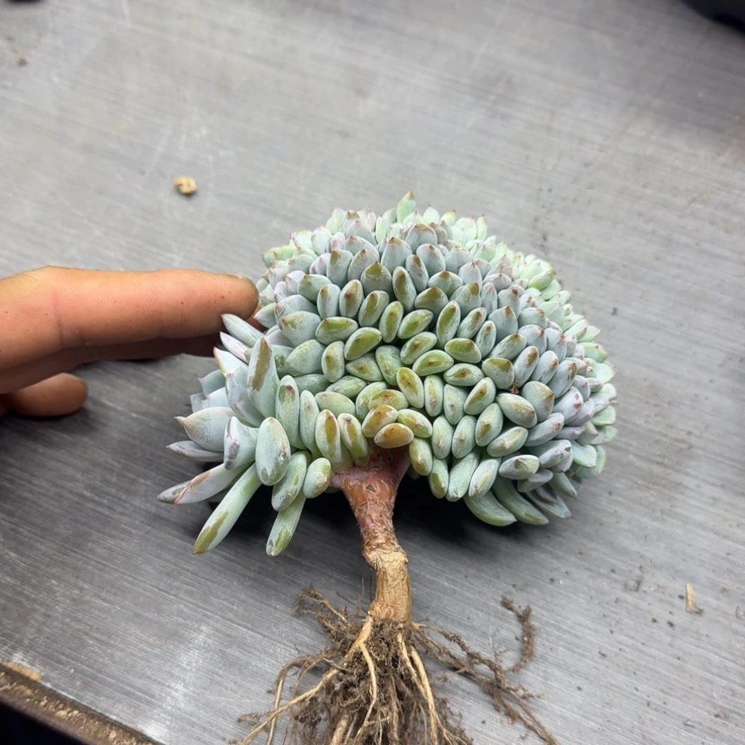 星影树缀无砍多肉