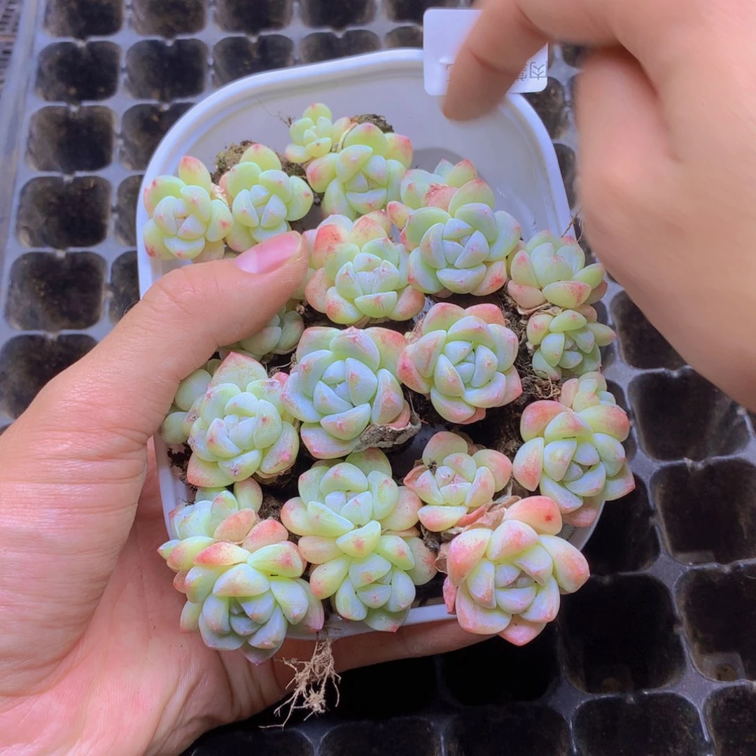 我要去看你了啊我的天027