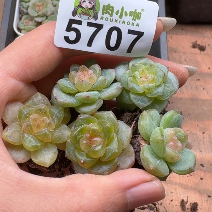 多肉植物多肉植物