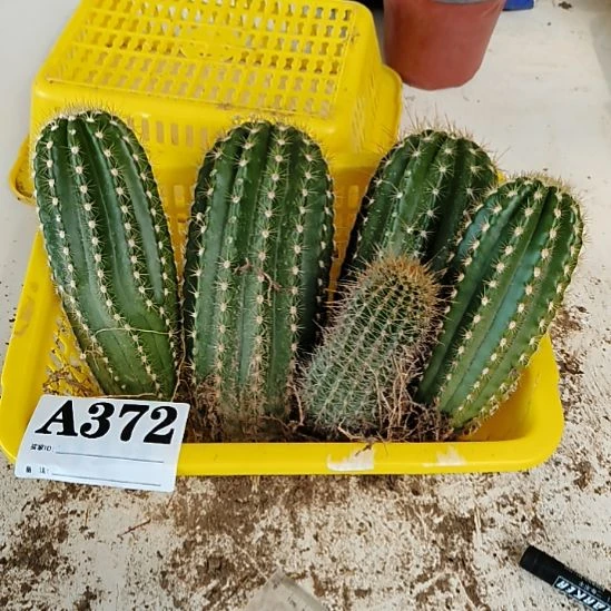 当前无花栽培后可以开花372