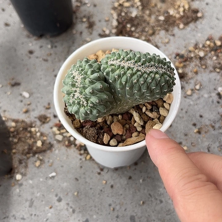 无花朵实生菊水缀化仙人球