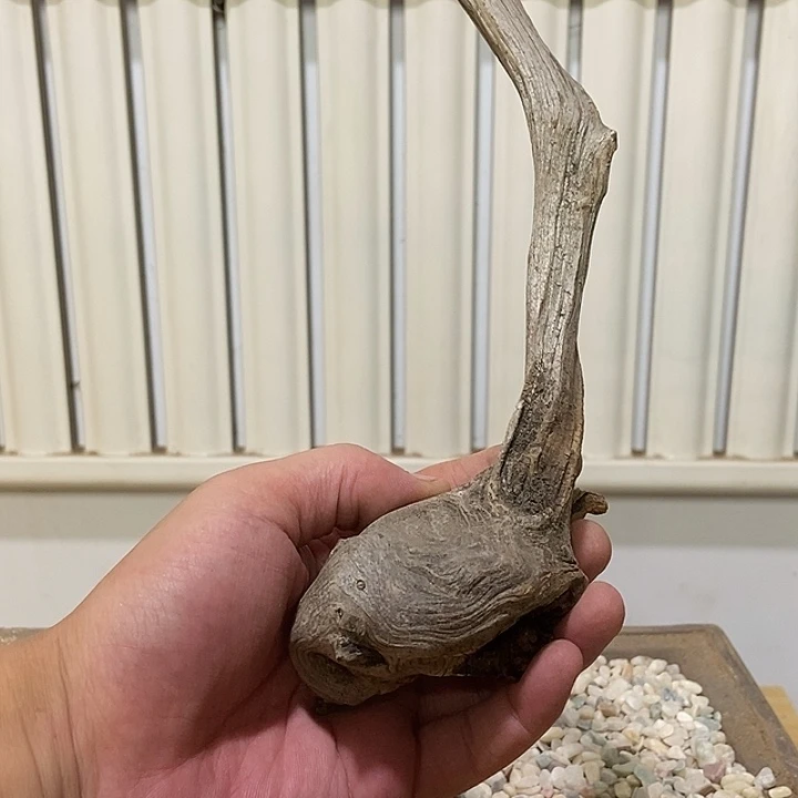 石***房柏木（崖柏）崖柏天然根雕艺术