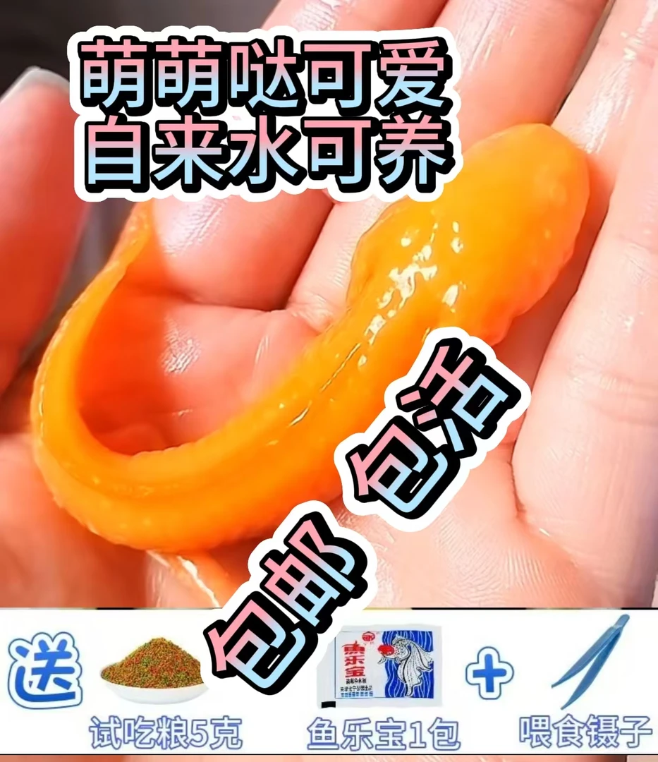 【包活包损】冷水鱼观赏鱼小鱼超萌可爱好养耐活