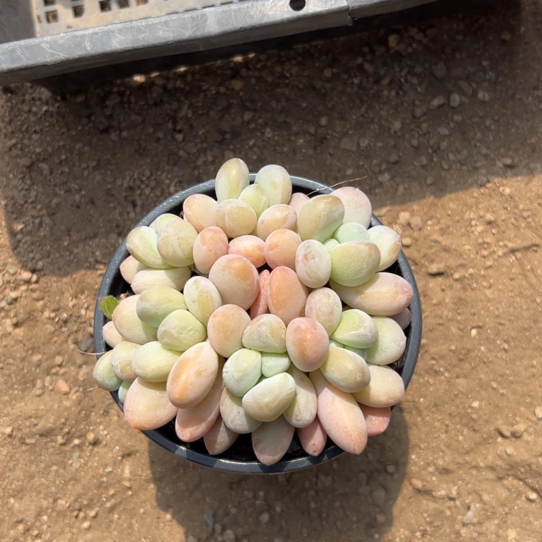 芭比奶11111111111