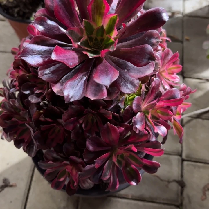 M***。85号美杜莎法师植物