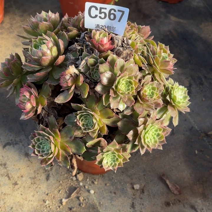 瑞妈。。。。。。567万花筒，