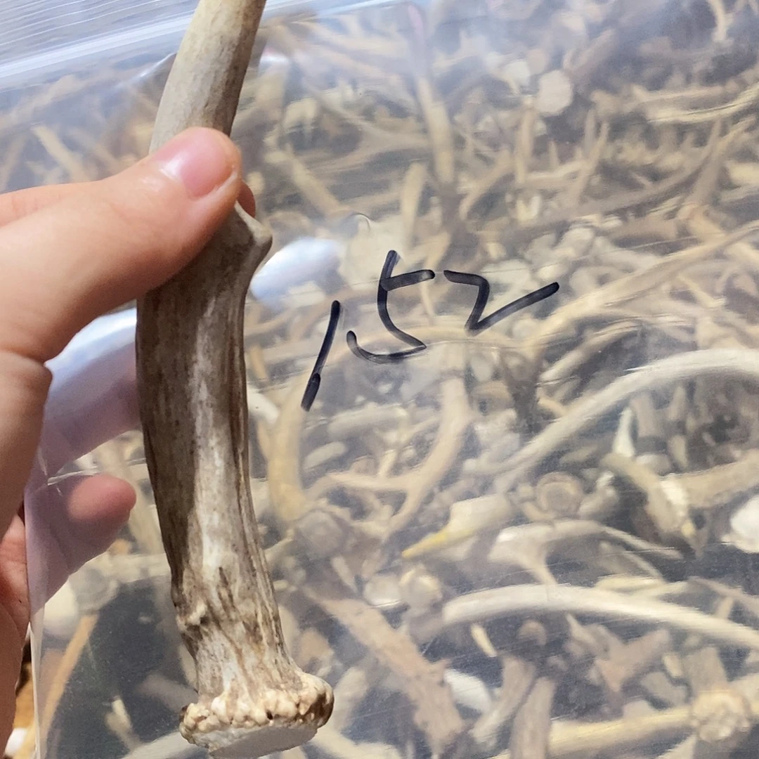 菜***羊非金属鹿角鹿鹿角