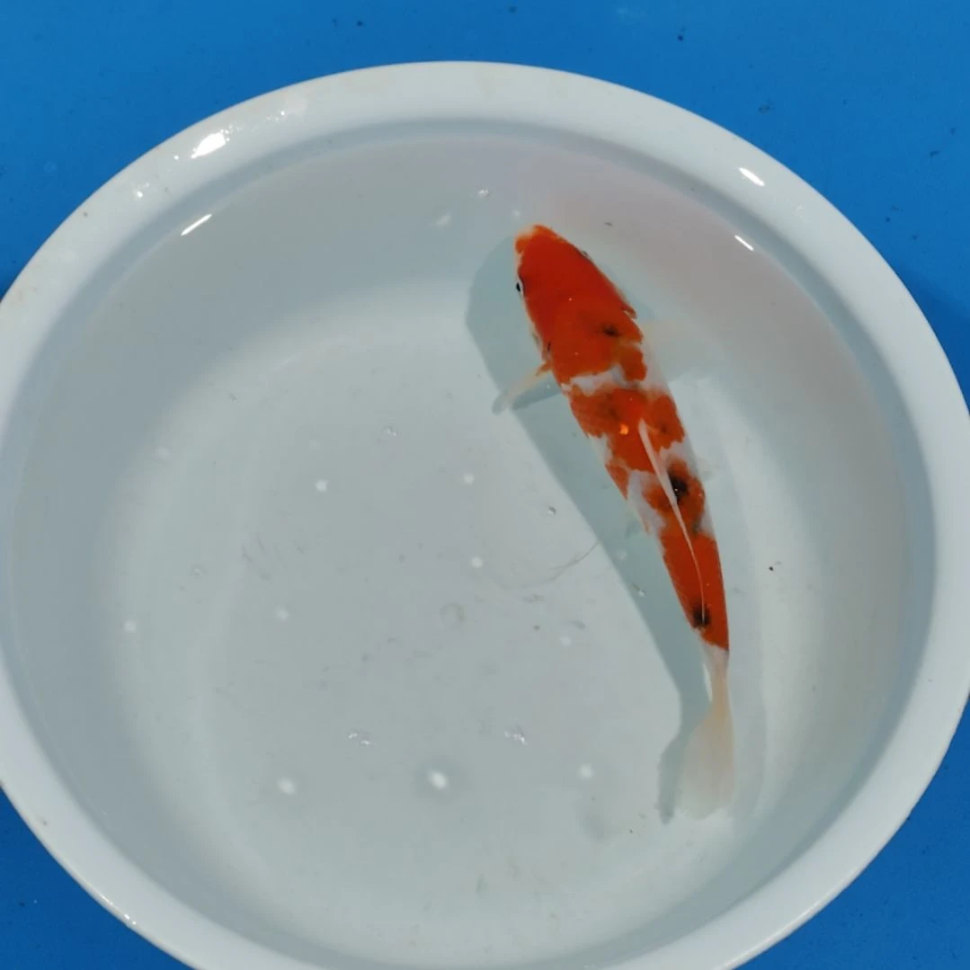 锦鲤20公分大正不寄养手术过