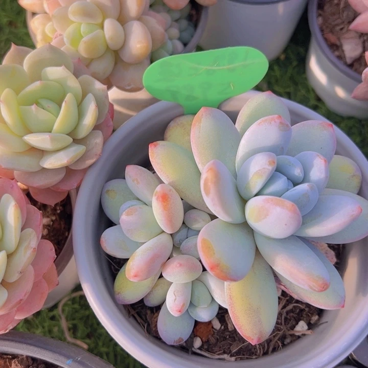 健健康康平平安安