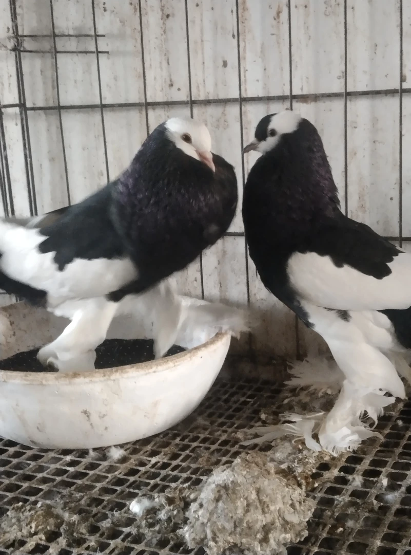 鸽子圆环元宝信鸽