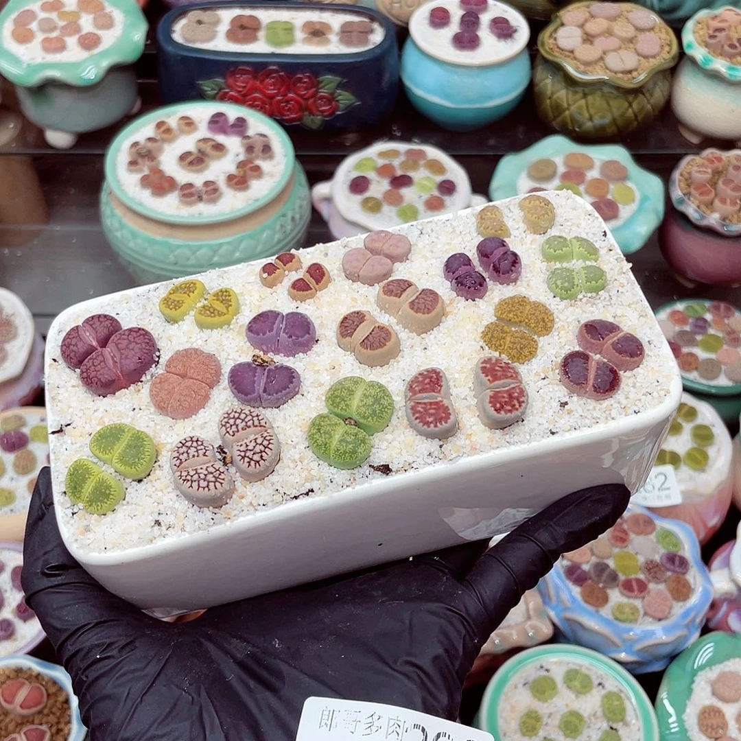 郎哥18包邮0529-296