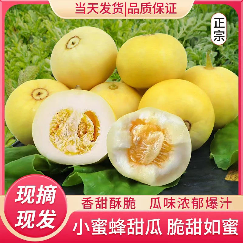 山东应季水果精品星甜20小蜜蜂新鲜甜瓜香瓜蜜瓜脆瓜脆甜多汁