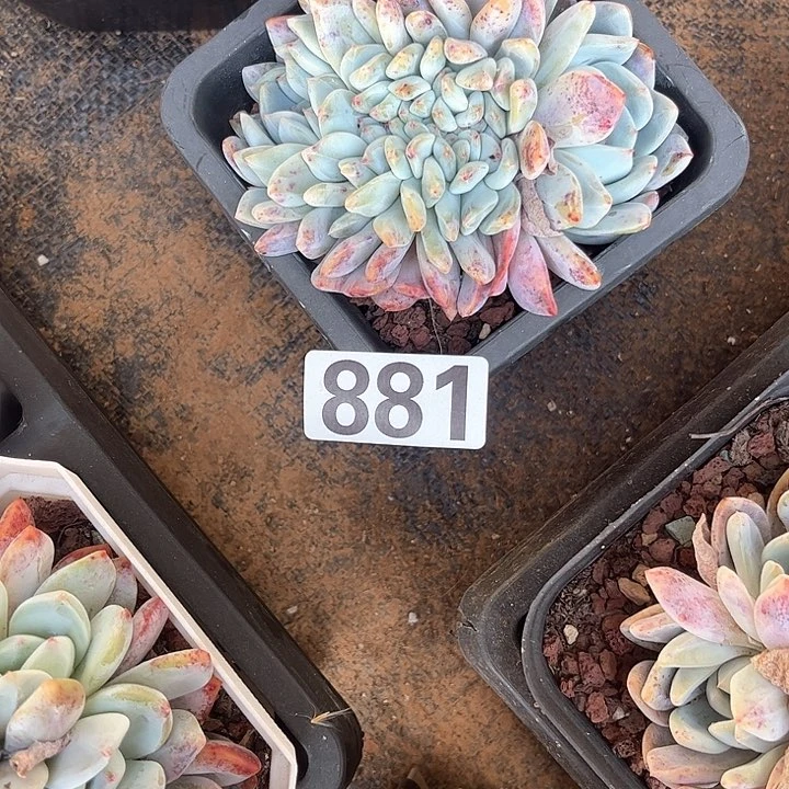 不****园多肉植物一物一拍