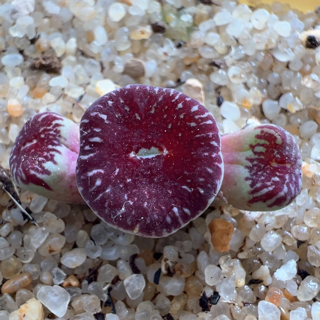 820. 青蛙优选青花瓷xBO