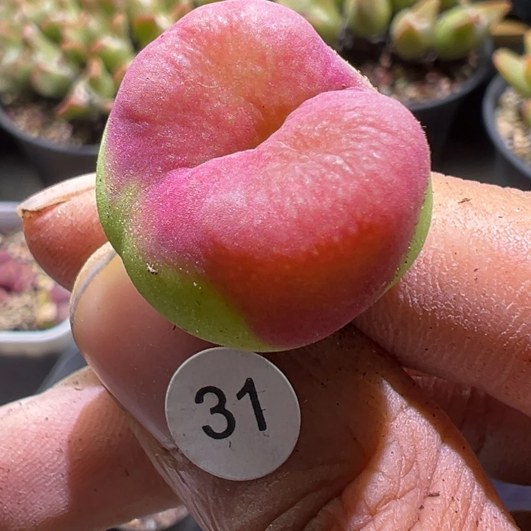 多肉植物1111111111111