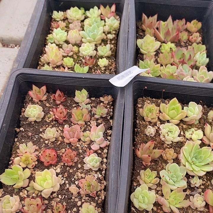 6 多肉植物盆栽花卉植物