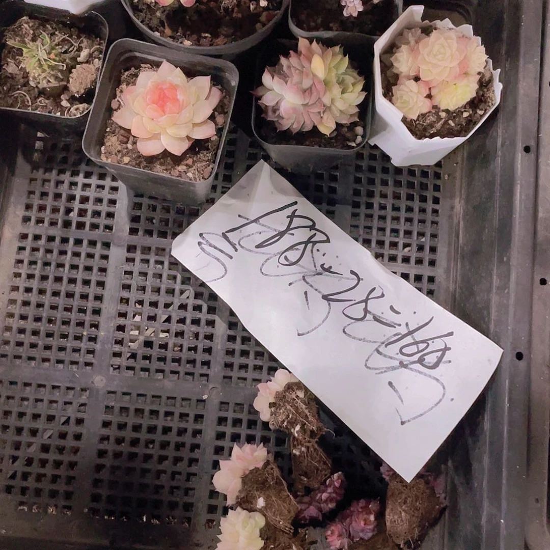 兔兔姐姐一物一拍