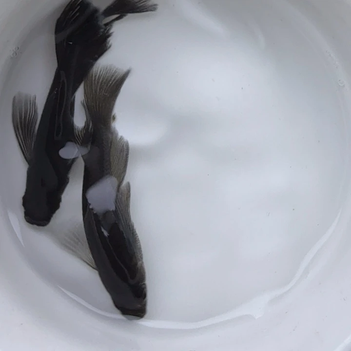 青鳉鱼真长鳍大蛇36号
