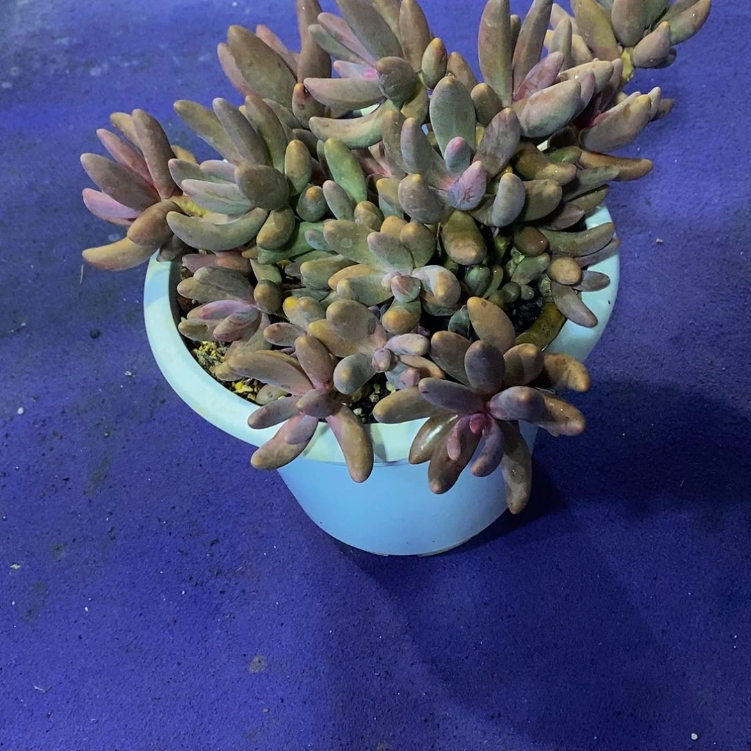 佳红手指多肉植物包邮到家