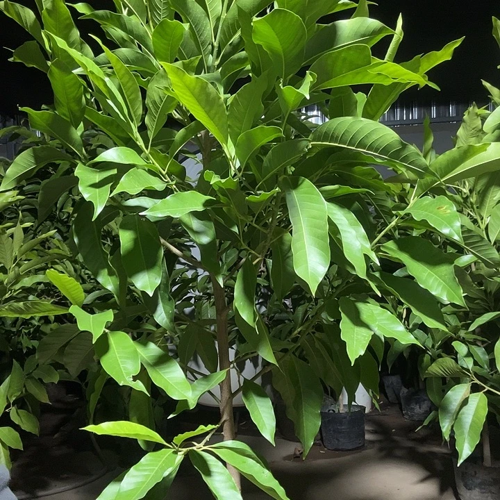 完全开放白兰花95价位