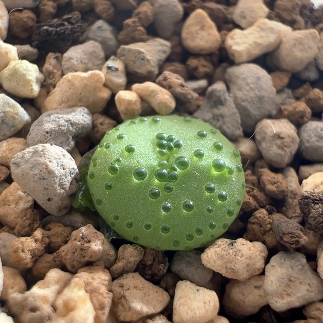 847。火龙果安贞。优选