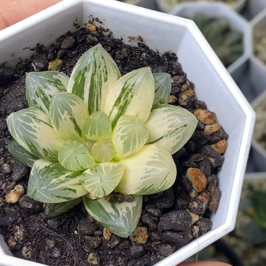 近糊斑黄锦大窗霓虹灯