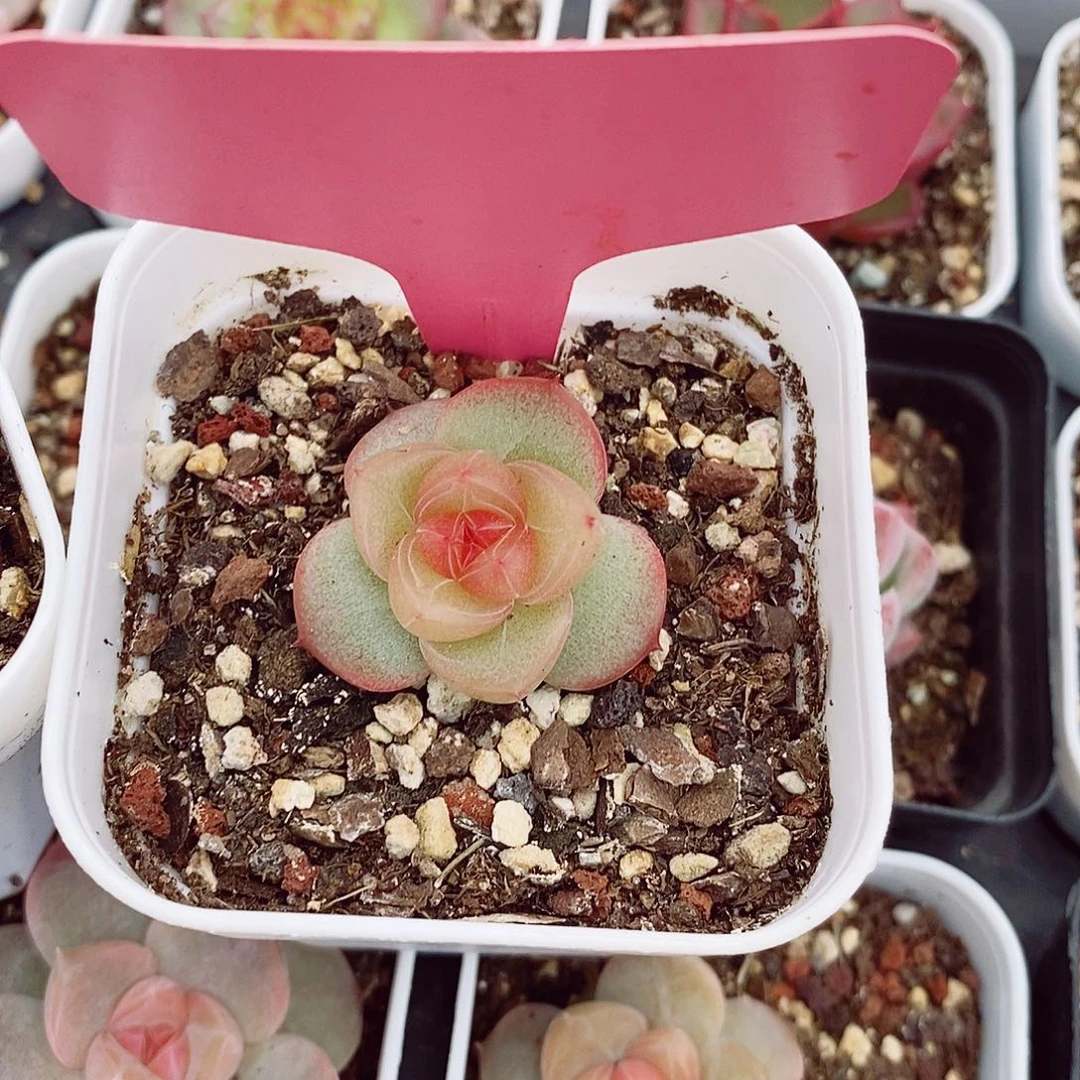 C*珍妮3cm多肉植物