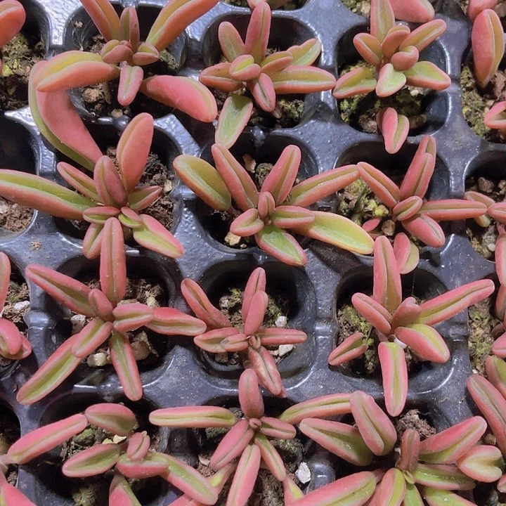 精品红背胶草多肉植物