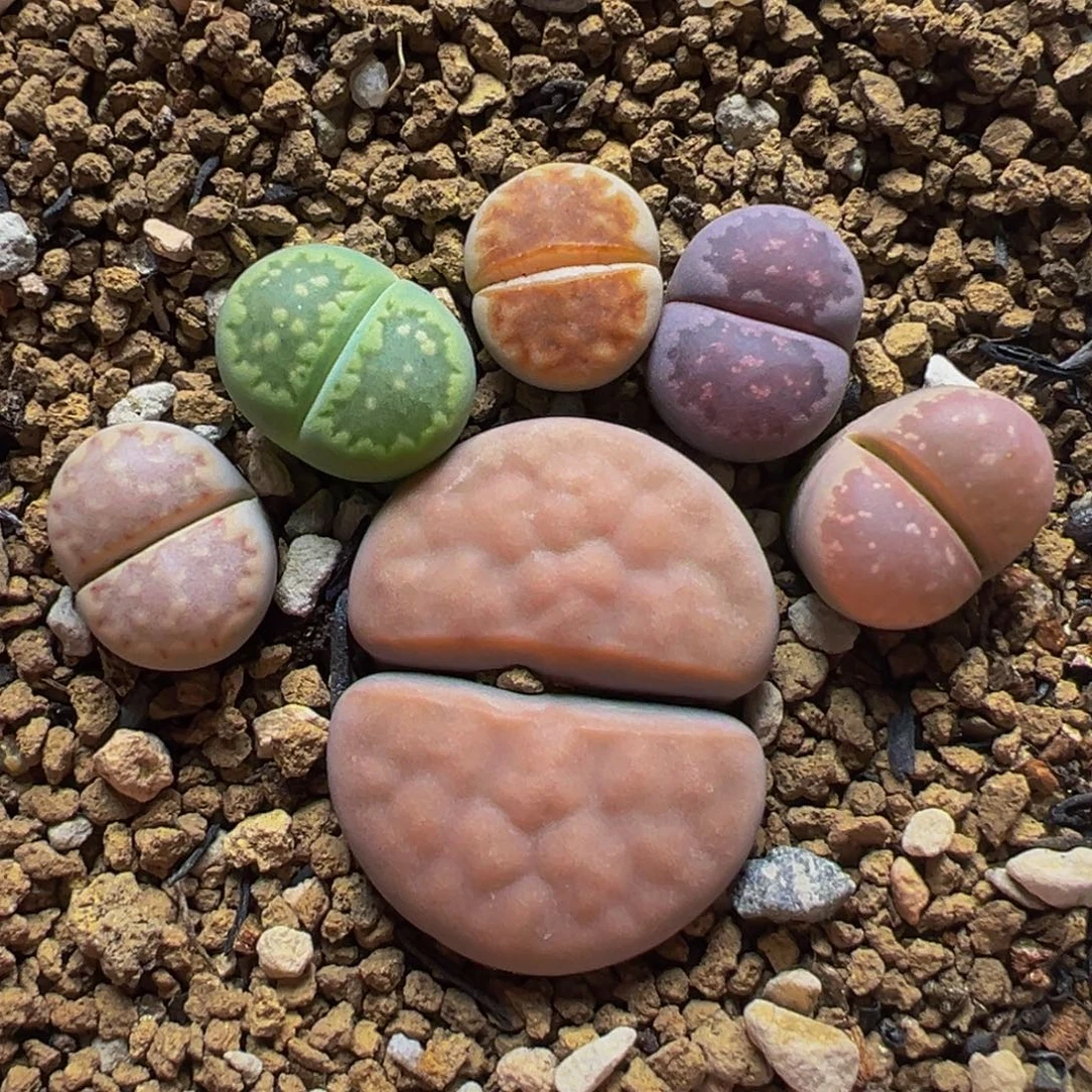 一组带盆多肉植物百科