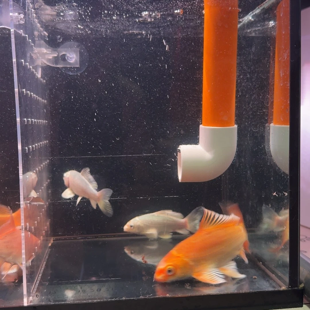 光***9蝴蝶鲤鱼到货录完整开箱视频