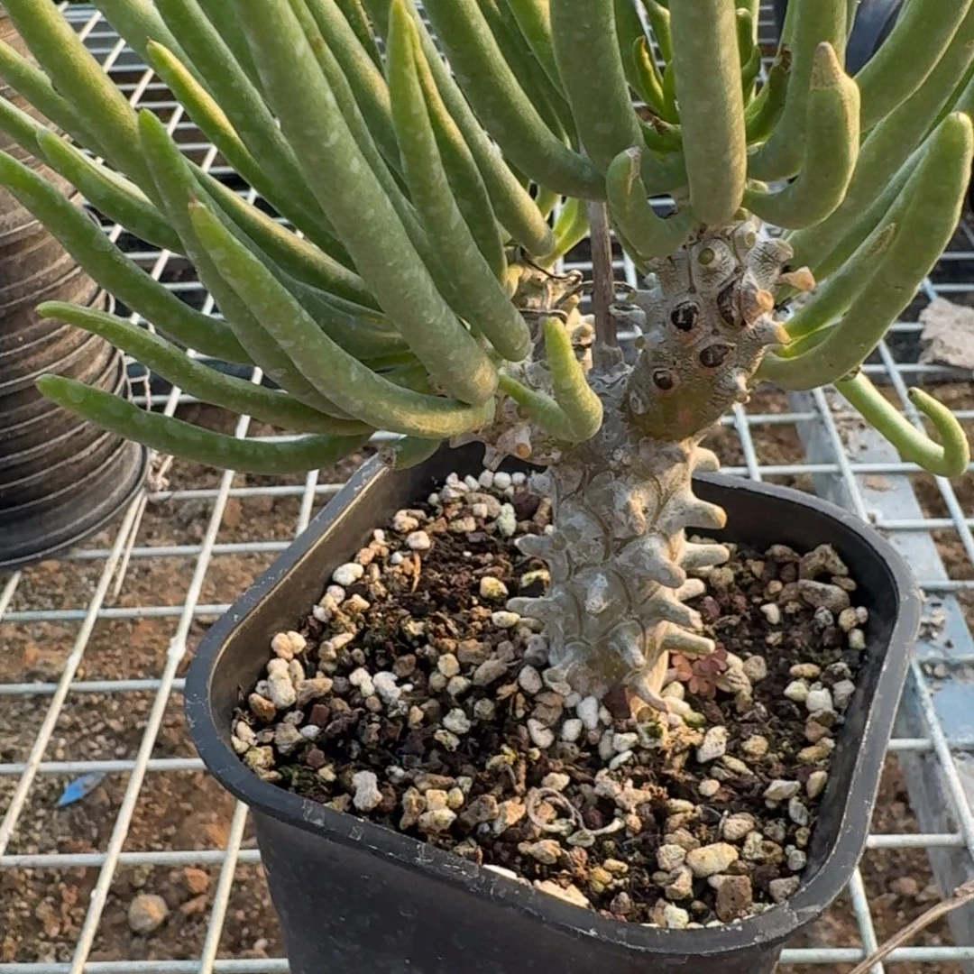 钟馗奇峰锦一物一拍