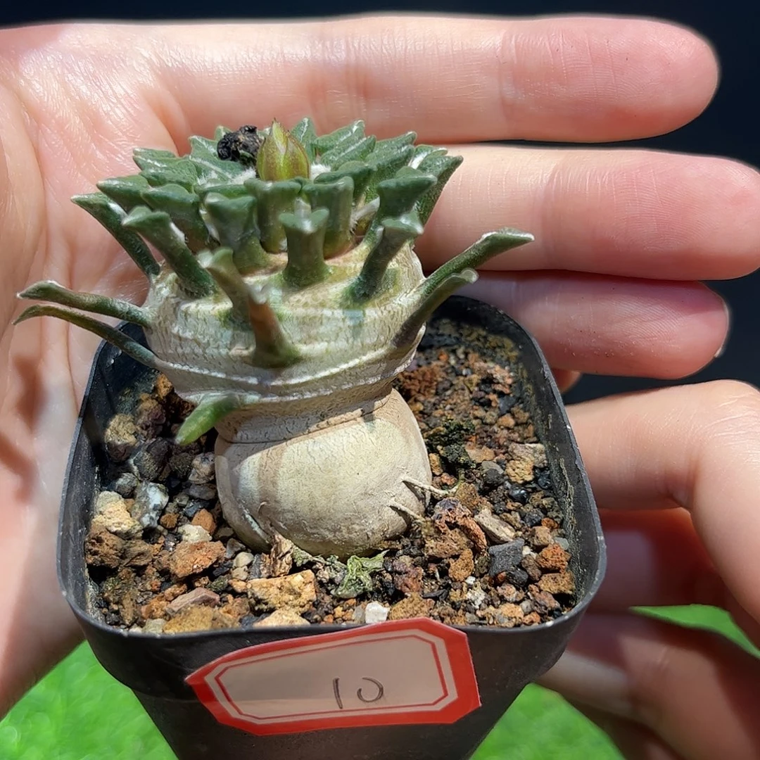 10号4.5cm实生胡巴黑牡丹
